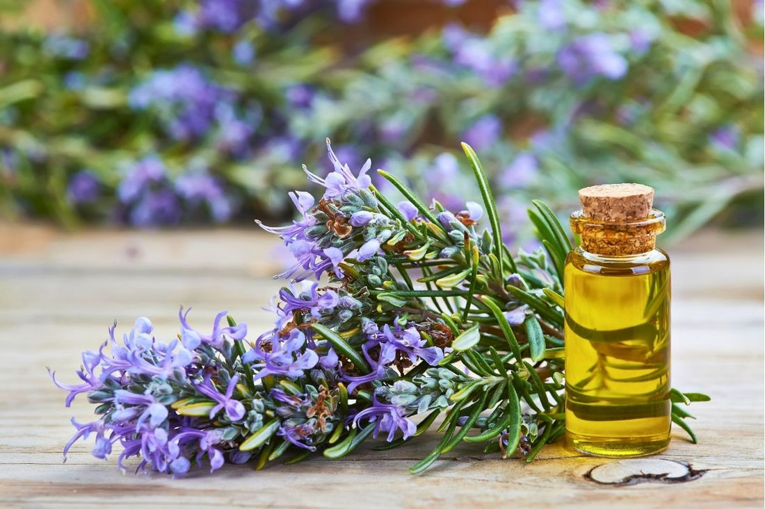 osmarinöl mit Rosmarinblüten – frisch, würzig, aromatisch